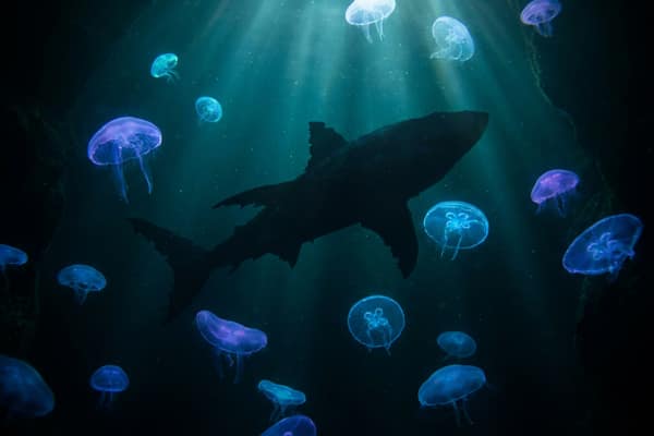 Слот Razor Shark акула в глубине